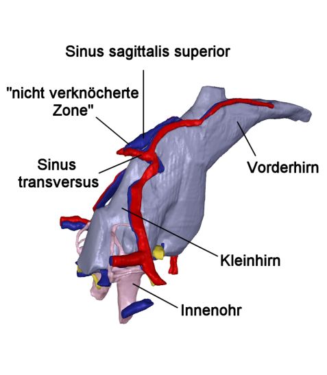 3D Rekonstruktion des Hirnausgusses von Diictodon feliceps mit der nicht-verknöcherten Zone und mit rot/dunkelblau gefärbten rekonstruierten Blutbahnen.  ©     Dictodon-deutsch
